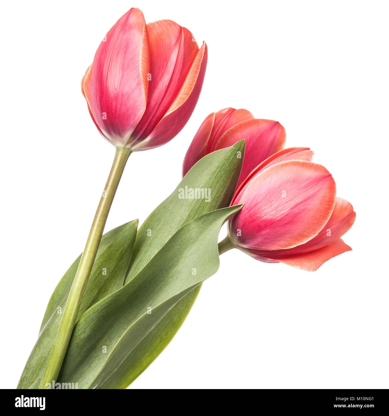 Isolierte Tulip Blumen auf weißem Hintergrund Stockfoto