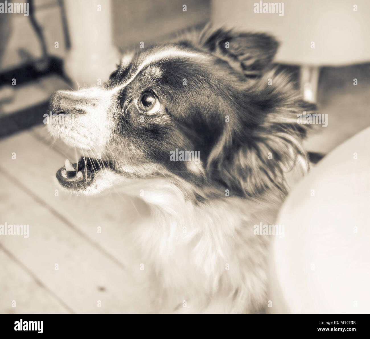 Hübsche schwarze und weiße überrascht Hund in Sepia Stockfoto