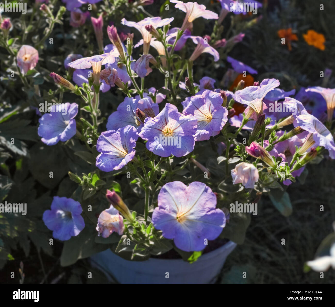 Zarte Blumen blau Petunie im sonnigen Sommermorgen Stockfoto