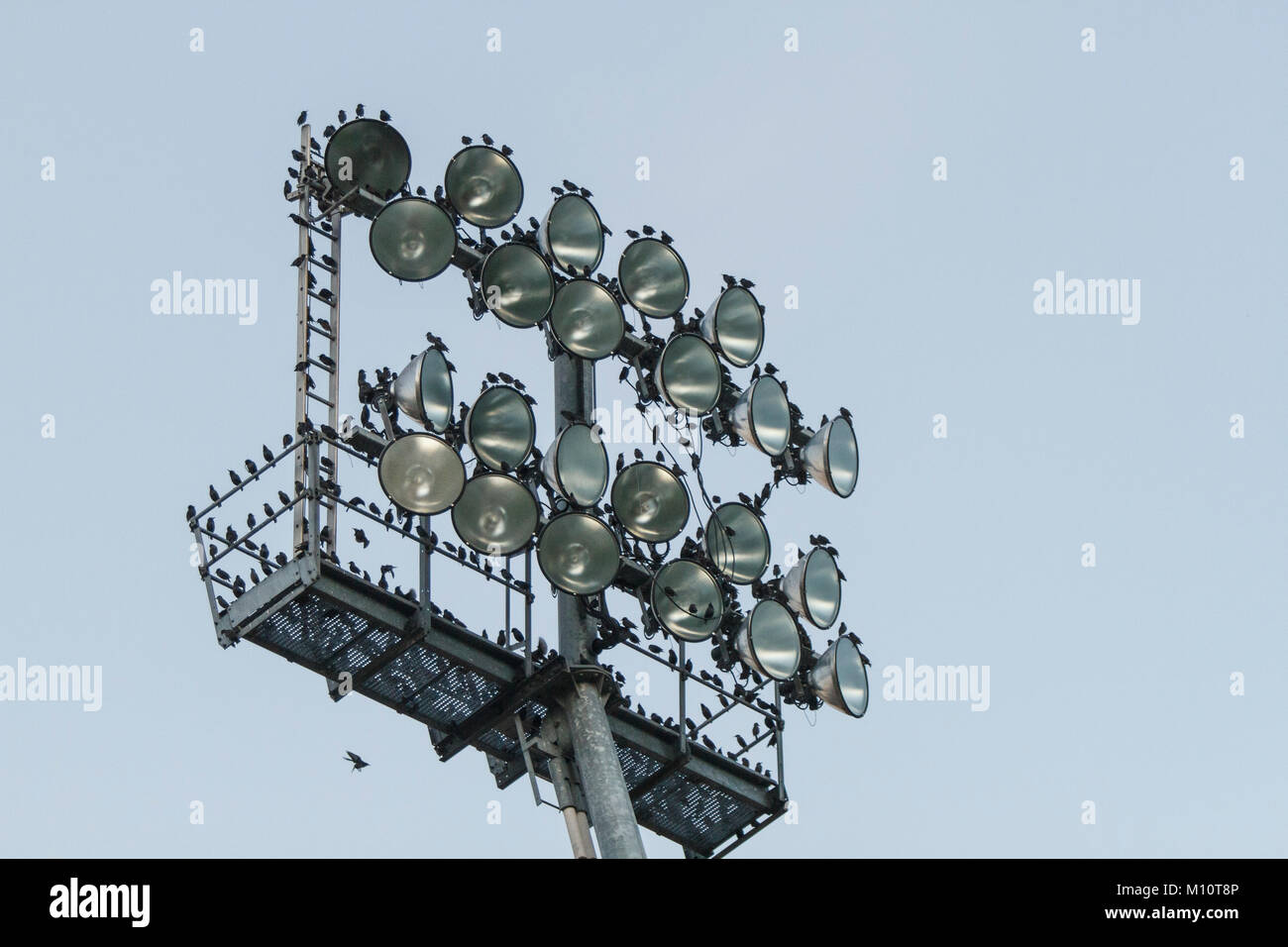 Stadion-Leuchten Stockfoto