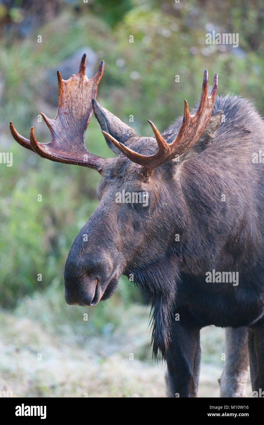 Stier Elch (Alces alces) in Bella Coola, British Columbia. Stockfoto