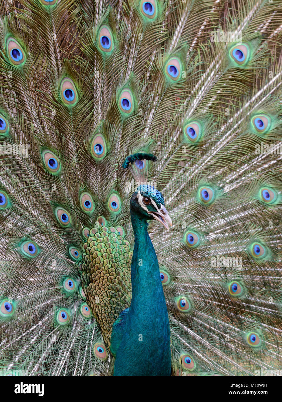 Nahaufnahme, Porträt eines indischen Pfauen, oder Blauer Pfau (Pavo cristatus) mit seiner Schwanzfedern, hinter ihm aufgefächert. Allgemein als ein Pfau bekannt. Stockfoto