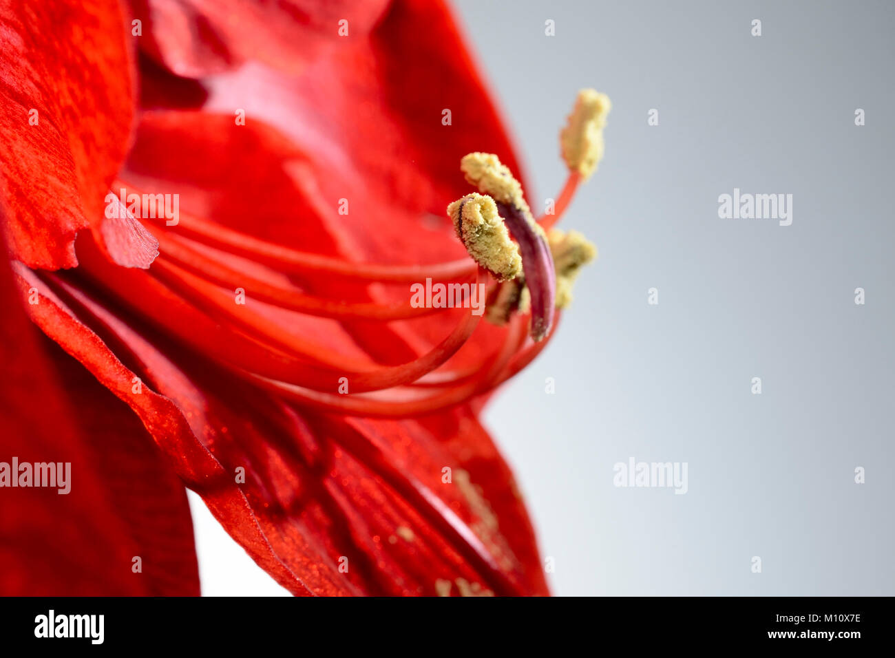 Nahaufnahme einer blühenden roten Amaryllis, Blume Stockfoto