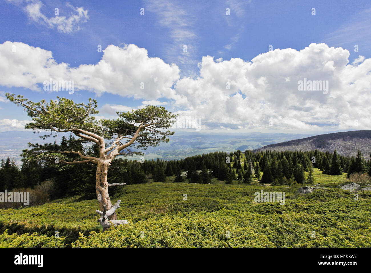 Pine Tree Berg Stockfoto