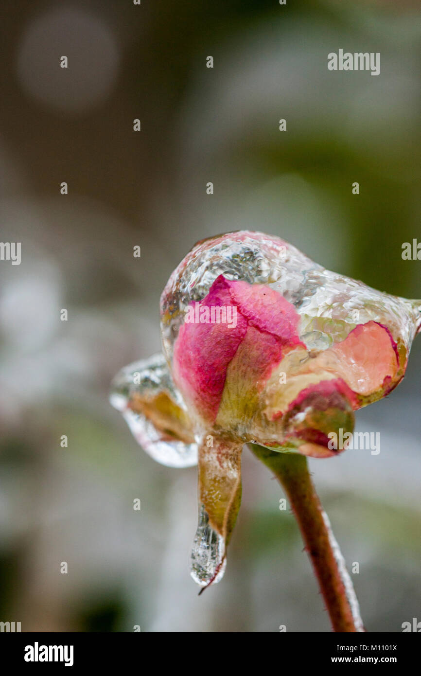 Winter einfrieren Stockfoto