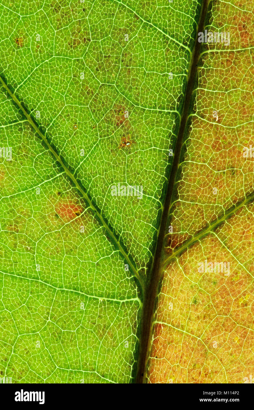 Eiche, Blatt Detail im Herbst/(Quercus spec.) | Eiche, Blattdetail im Herbst/(Quercus spec.) Stockfoto