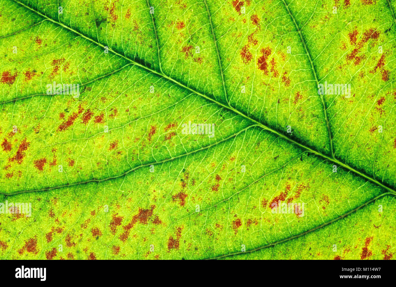 Snowy Mespilus, Blatt Detail im Herbst/(amelanchier Lamarckii) | Kupfer-Felsenbirne, Blattdetail im Herbst/(amelanchier Lamarckii) Stockfoto