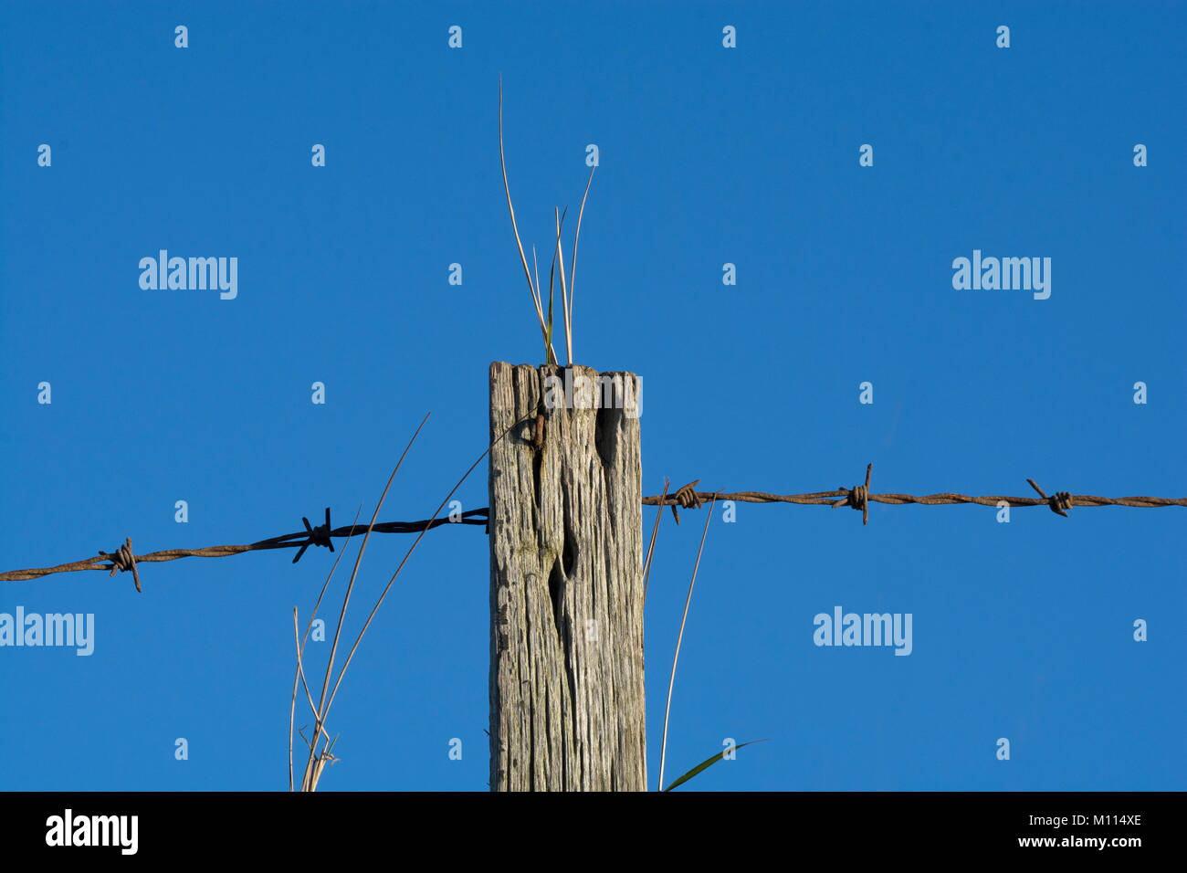 Alte verwitterte Zaunpfahl und Stacheldraht zaun, Lancashire, Großbritannien Stockfoto