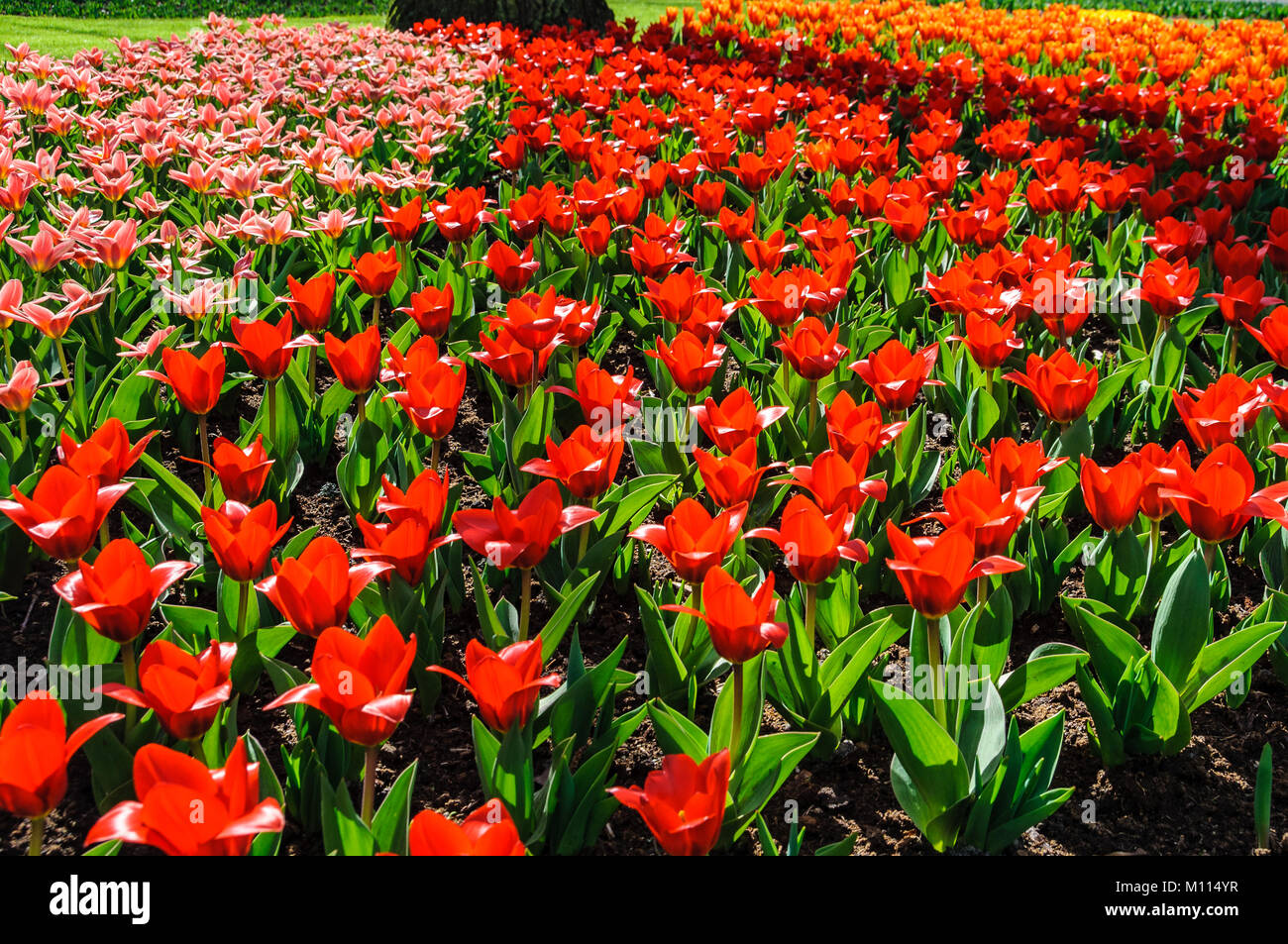 Rote Tulpen Im Keukenhof Garten In Der Nahe Von Amsterdam Holland Stockfotografie Alamy