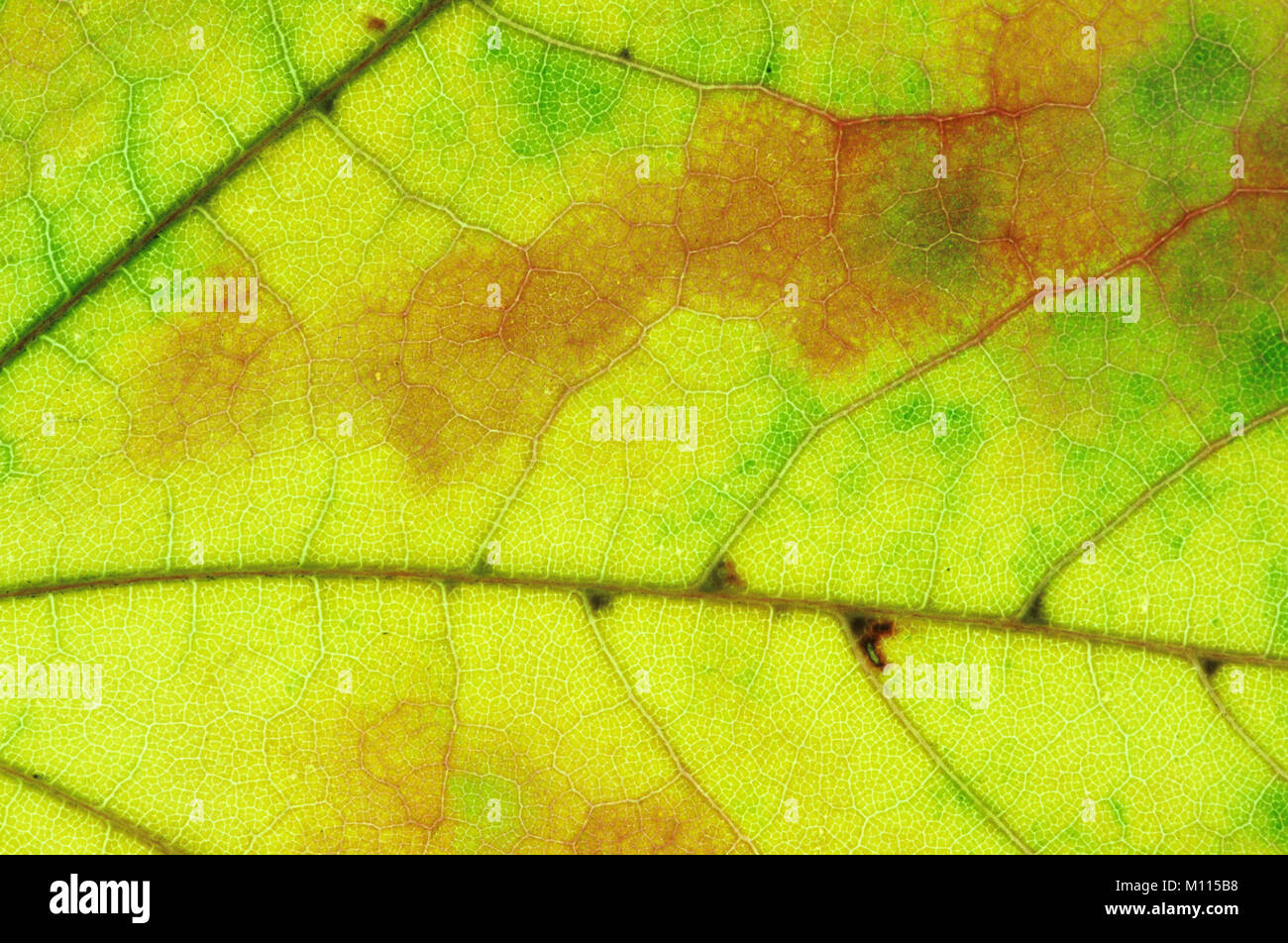 American Sweetgum, Blatt Detail im Herbst/(Liquidambar styraciflua) | Amerikanischer Amberbaum, Blattdetail im Herbst/(Liquidambar styraciflua) Stockfoto
