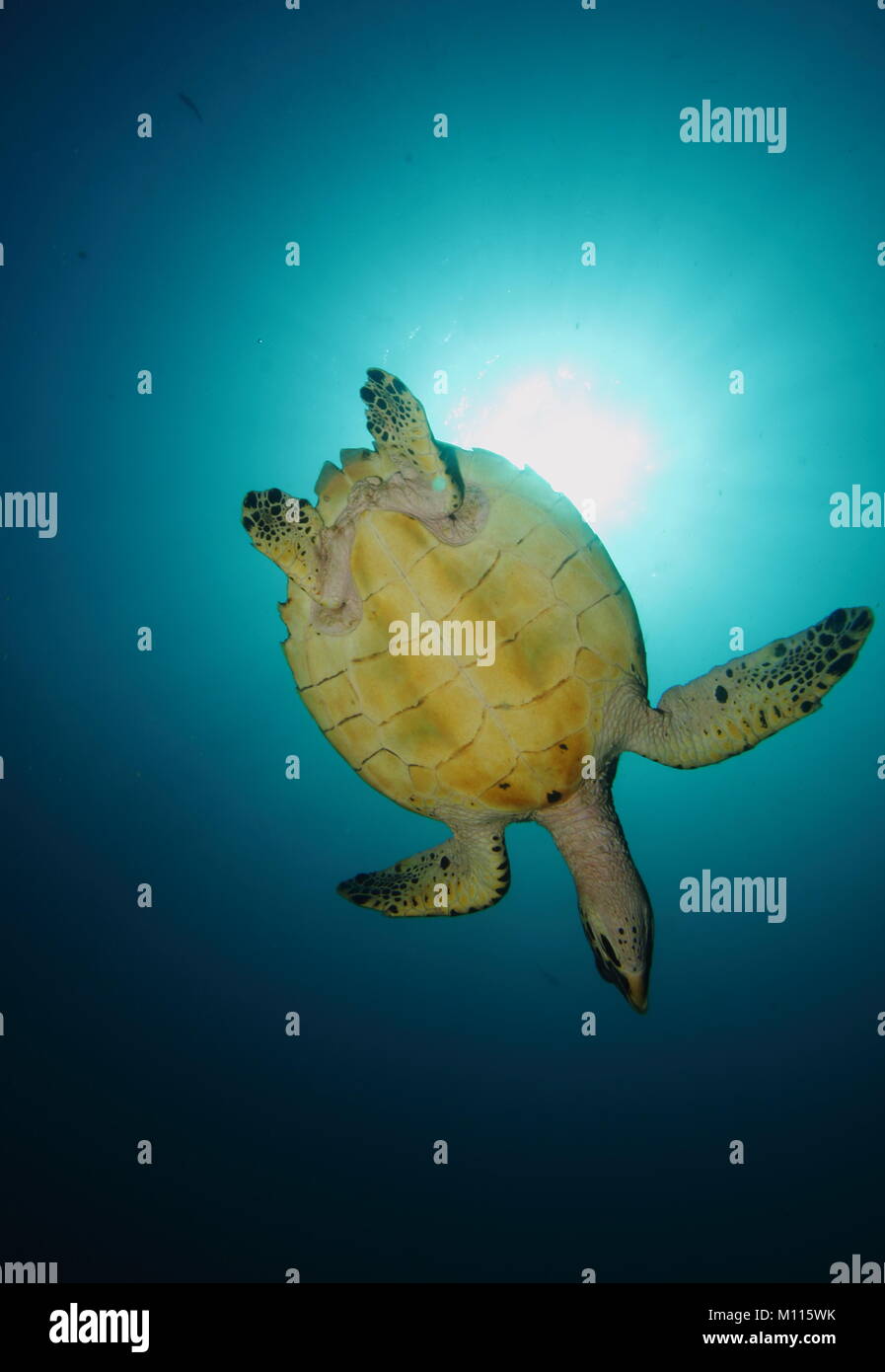 Sea Turtle von unten heraus blockieren die Sonne unter Wasser Stockfoto