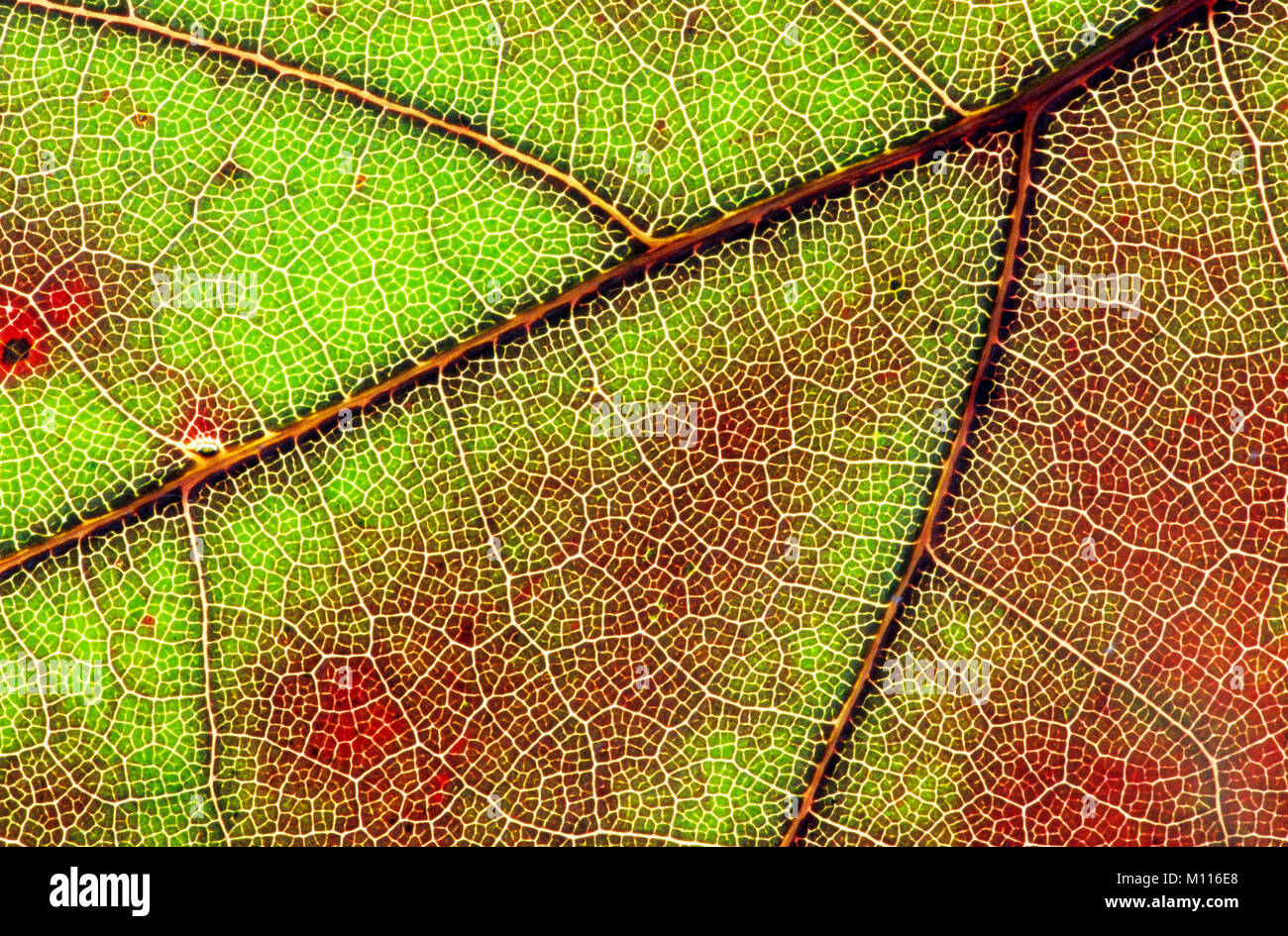 Northern Red Oak, Blatt Detail im Herbst/(Quercus rubra) | Roteiche, Blattdetail im Herbst/(Quercus rubra) Stockfoto