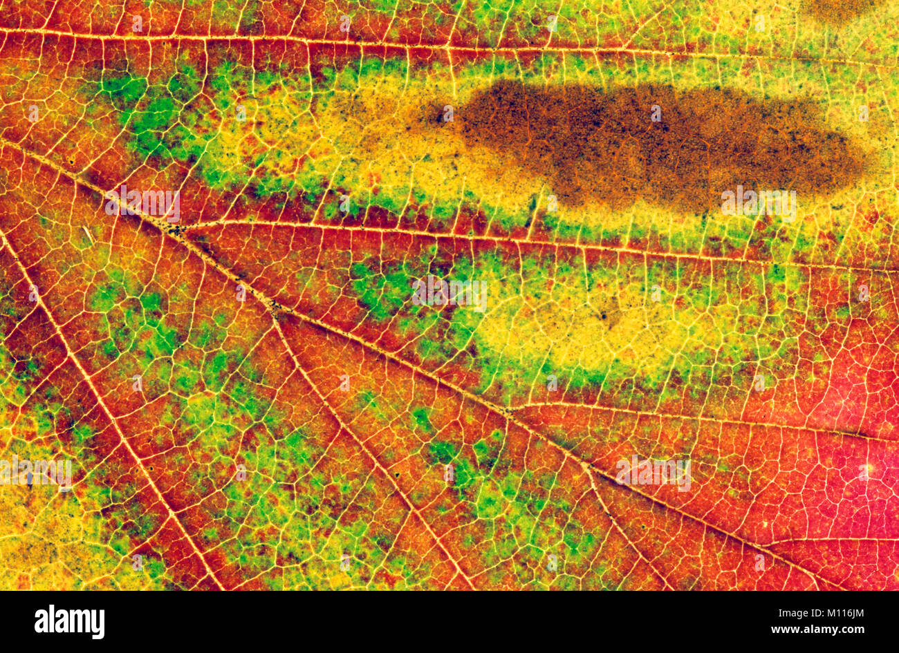American Sweetgum, Blatt Detail im Herbst/(Liquidambar styraciflua) | Amerikanischer Amberbaum, Blattdetail im Herbst/(Liquidambar styraciflua) Stockfoto