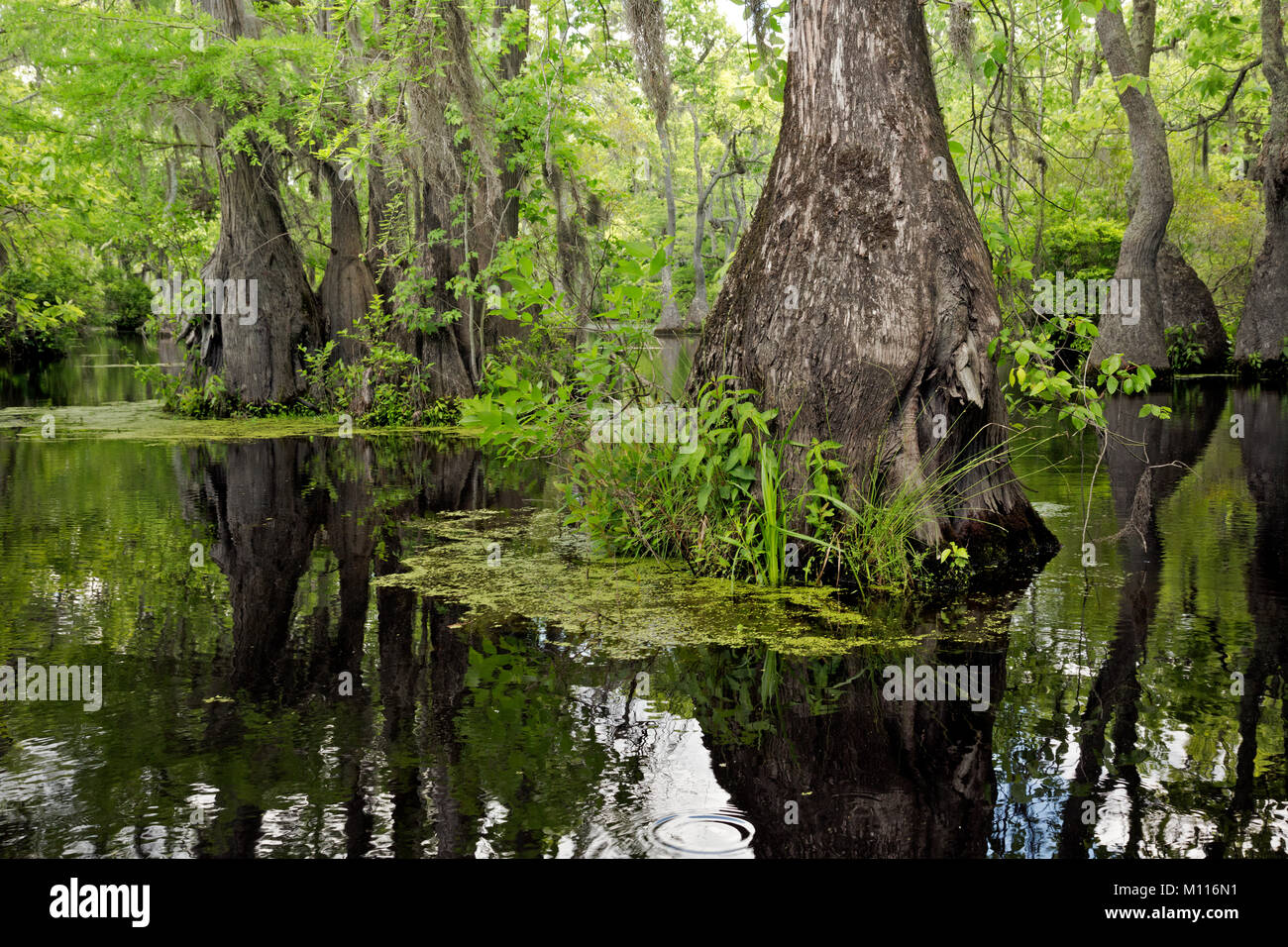 NC-01449-00... NORTH CAROLINA - Cypress Swamp in die stillen Wasser des Merchant Merchant Mühlteich Mühlteich in State Park wider. Stockfoto