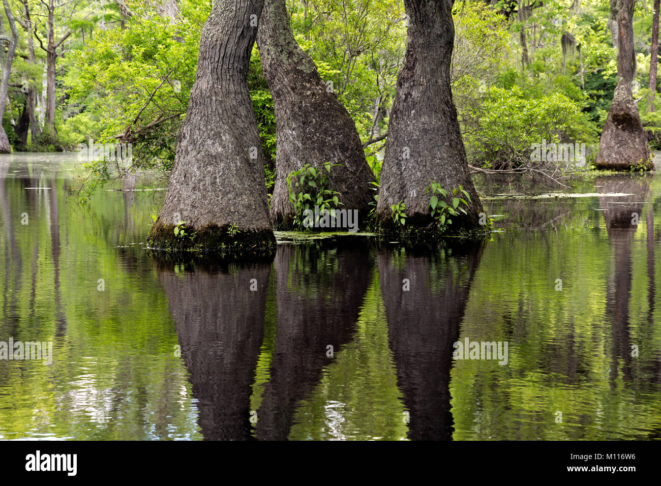 NC 01451 --00... NORTH CAROLINA- Anmutig tupelo Gum Trees erhebt sich aus dem Cypress Swamp, die in den stillen Wassern des Merchant Mühlteich in Mercha Stockfoto