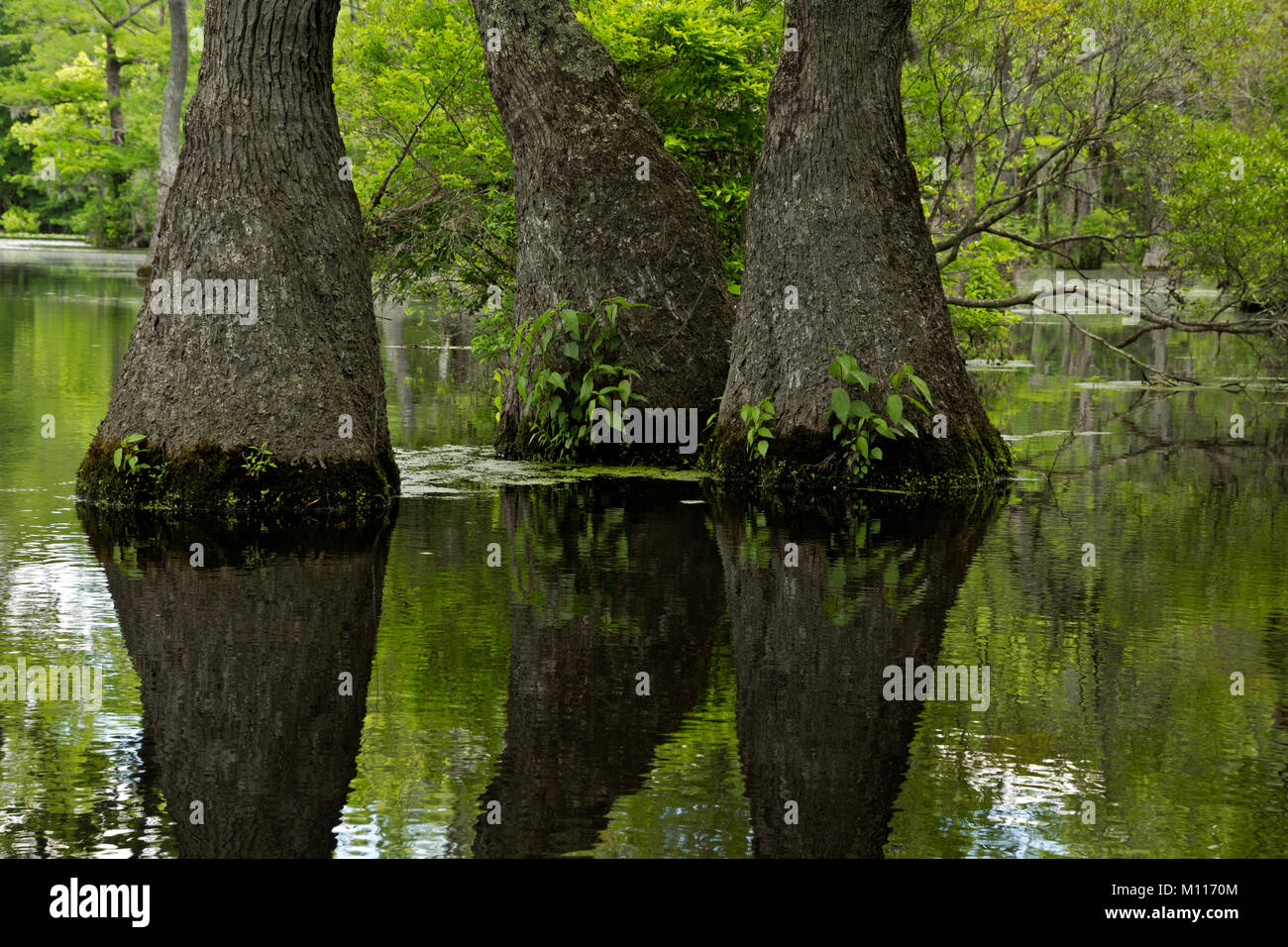 NC 01452 --00... NORTH CAROLINA- Anmutig tupelo Gum Trees erhebt sich aus dem Cypress Swamp und reflektieren, die stillen Wasser des Merchant Mühlteich in Mir Stockfoto