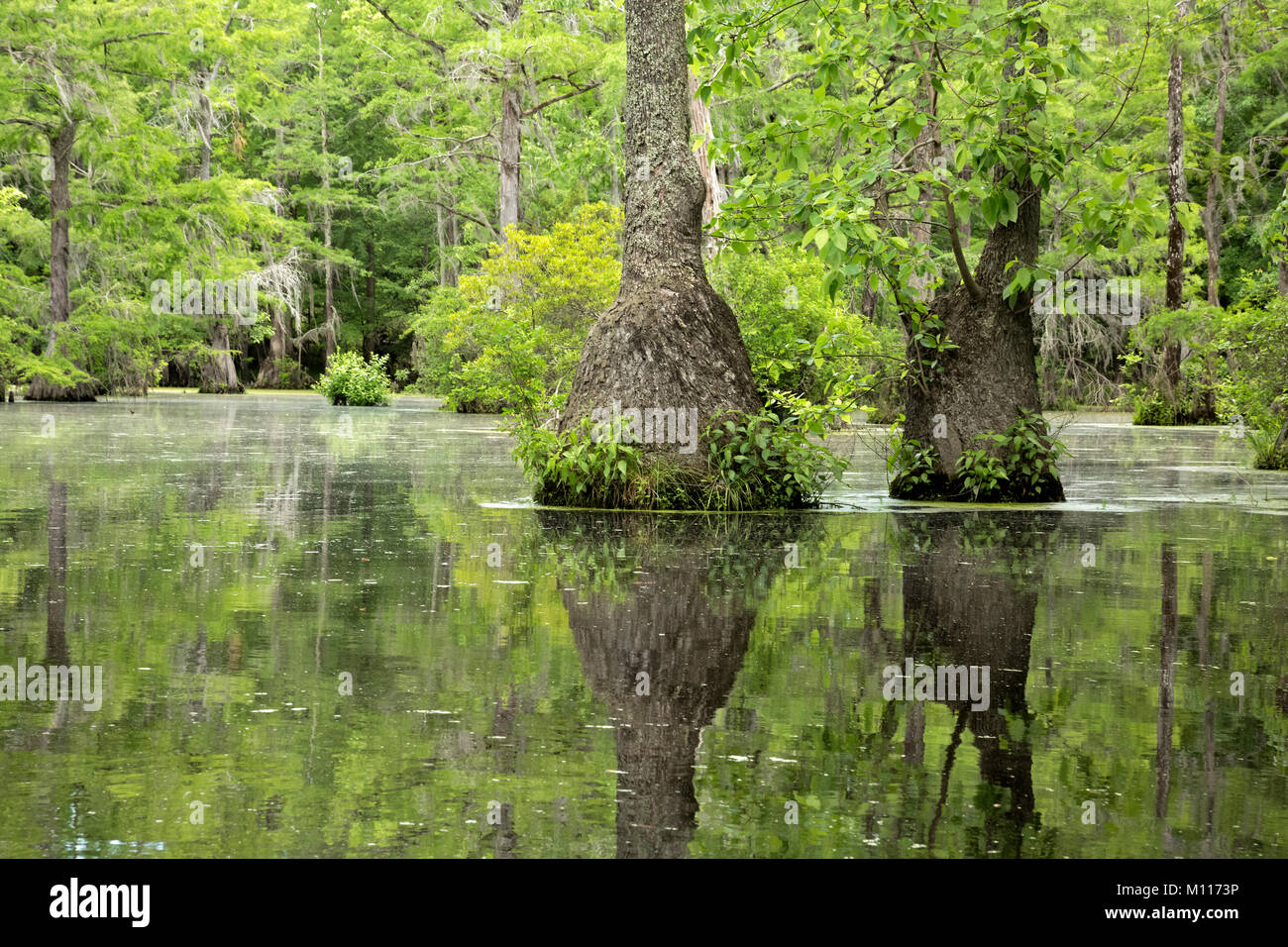 NC 01453 --00... NORTH CAROLINA- Anmutig tupelo Gum Trees erhebt sich aus dem Cypress Swamp und reflektieren, die stillen Wasser des Merchant Mühlteich in Mir Stockfoto