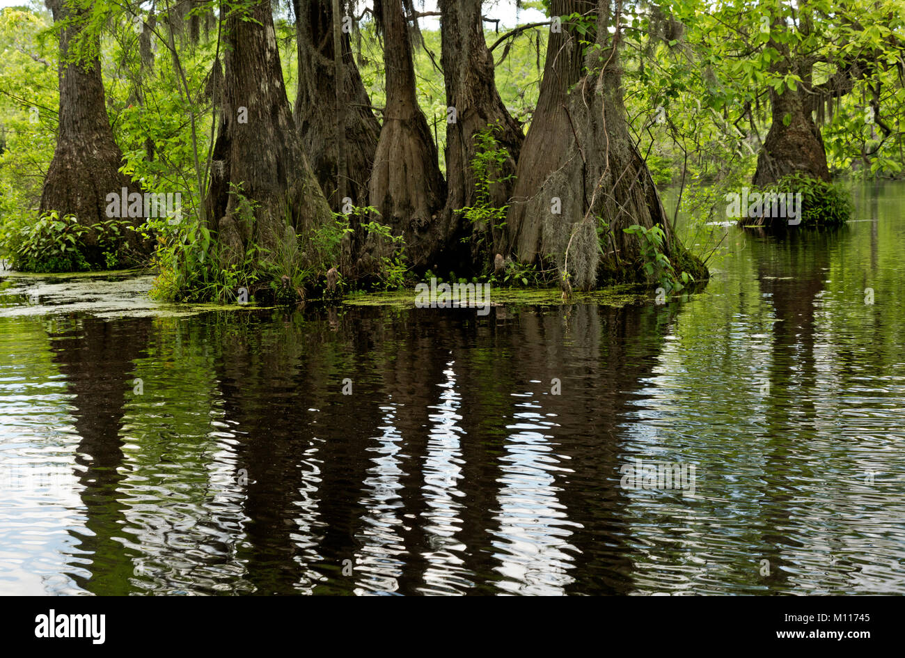 NC 01454 --00... NORTH CAROLINA - eine Gruppe von Bäumen erhebt sich aus dem Cypress Swamp und reflektieren, die stillen Wasser des Merchant Mühlteich in Merchant Millp Stockfoto