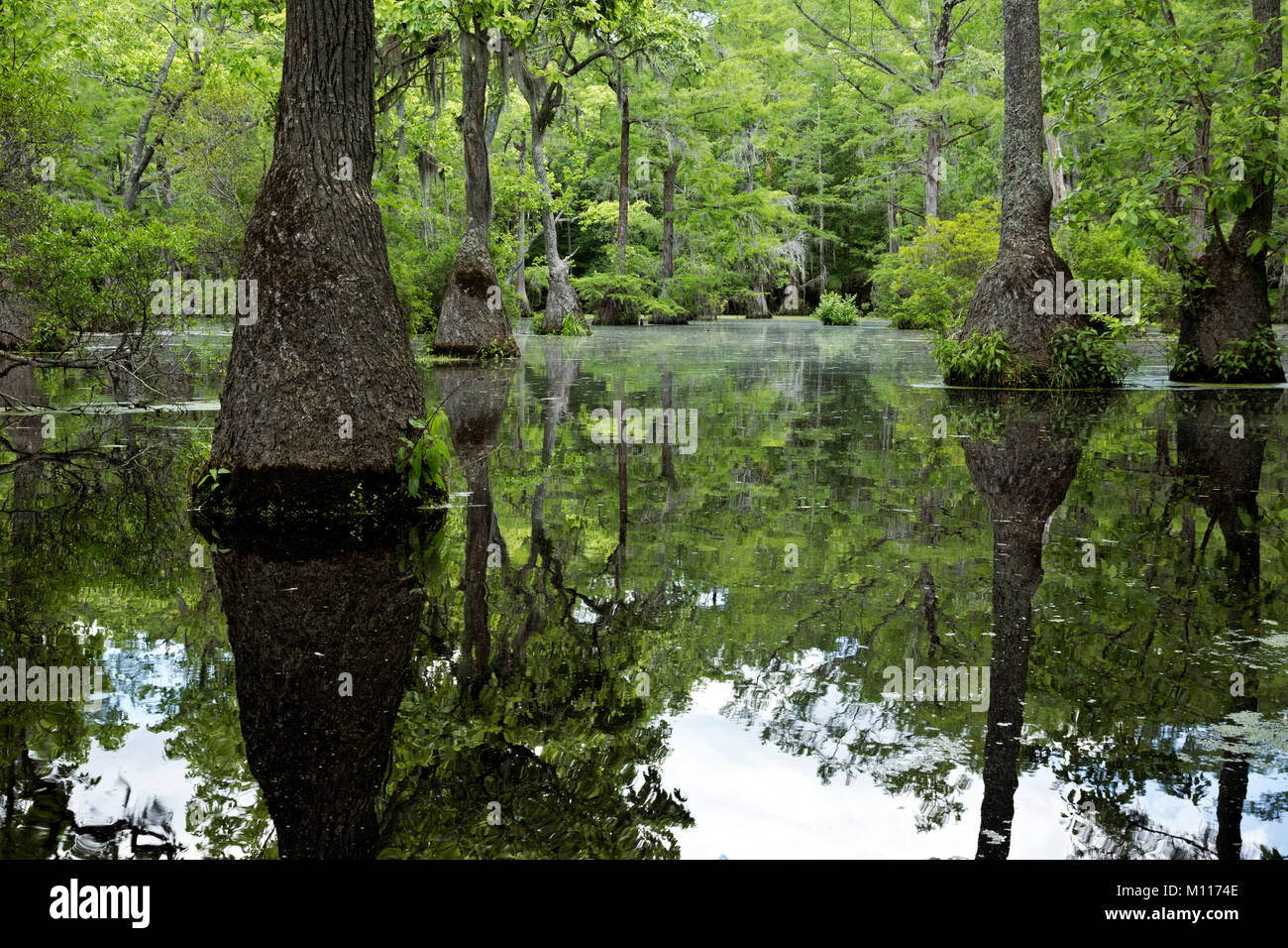 NORTH CAROLINA - Graceful Bäume erhebt sich aus dem Cypress Swamp in die stillen Wasser des Merchant Merchant Mühlteich Mühlteich in State Park wider. Stockfoto