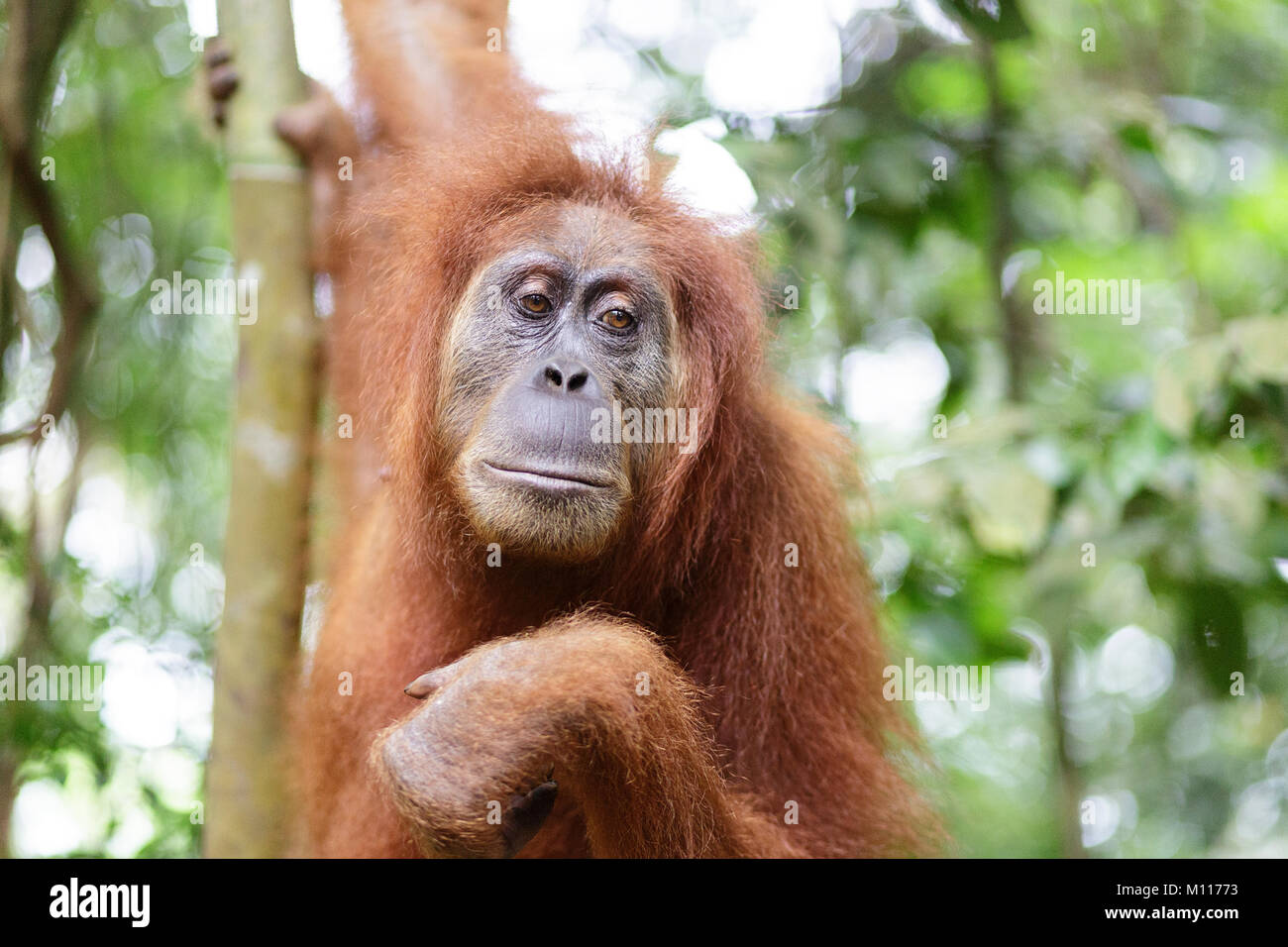 Erwachsene Frau Orang-utan hängen von Ästen im Gunung Leuser Nationalpark, Sumatra, Indonesien. Stockfoto