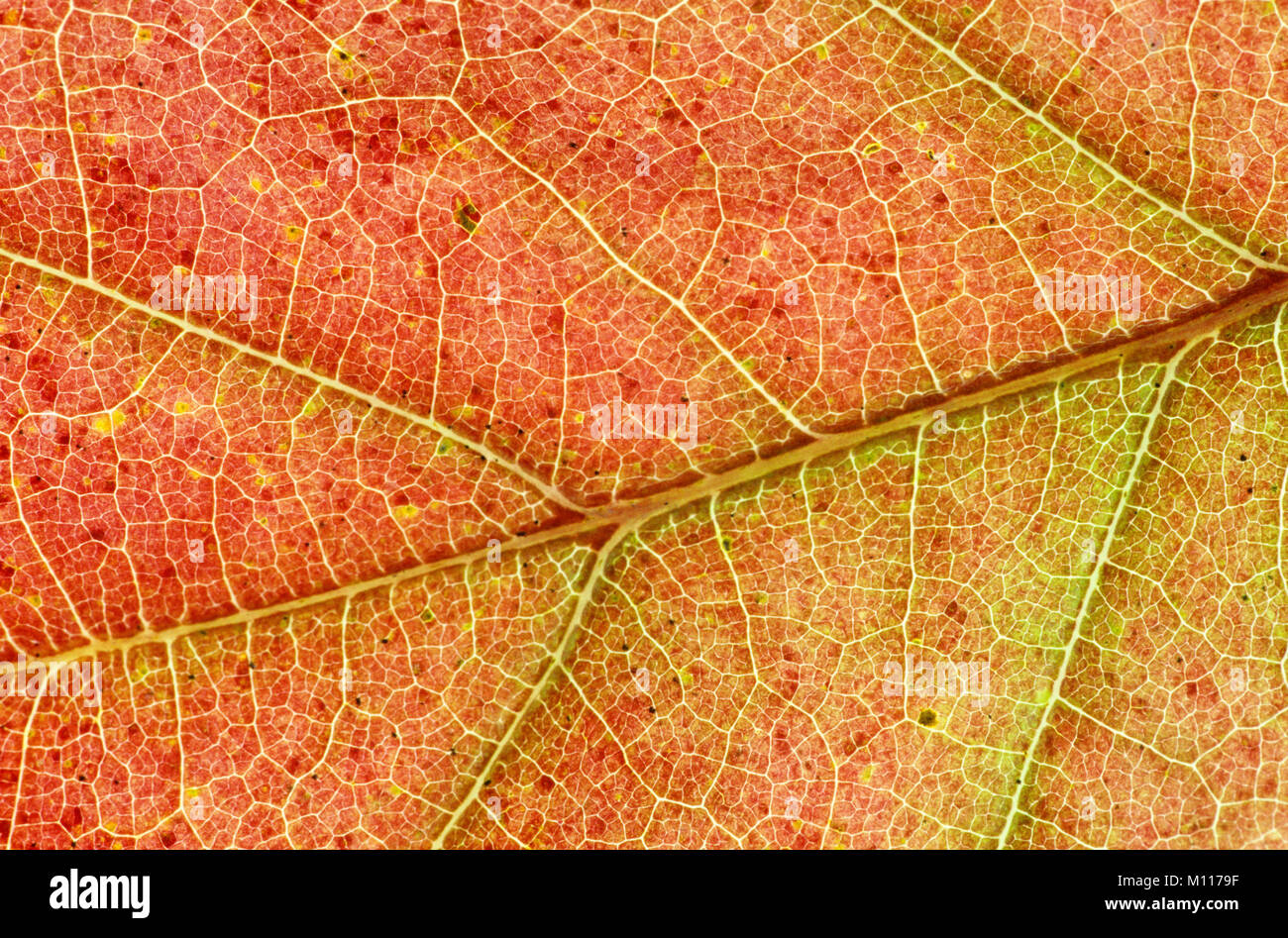 Northern Red Oak, Blatt Detail im Herbst/(Quercus rubra) | Roteiche, Blattdetail im Herbst/(Quercus rubra) Stockfoto