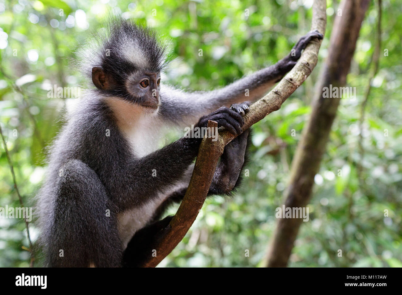 Weißer Affe Stockfotos & Weißer Affe Bilder - Alamy
