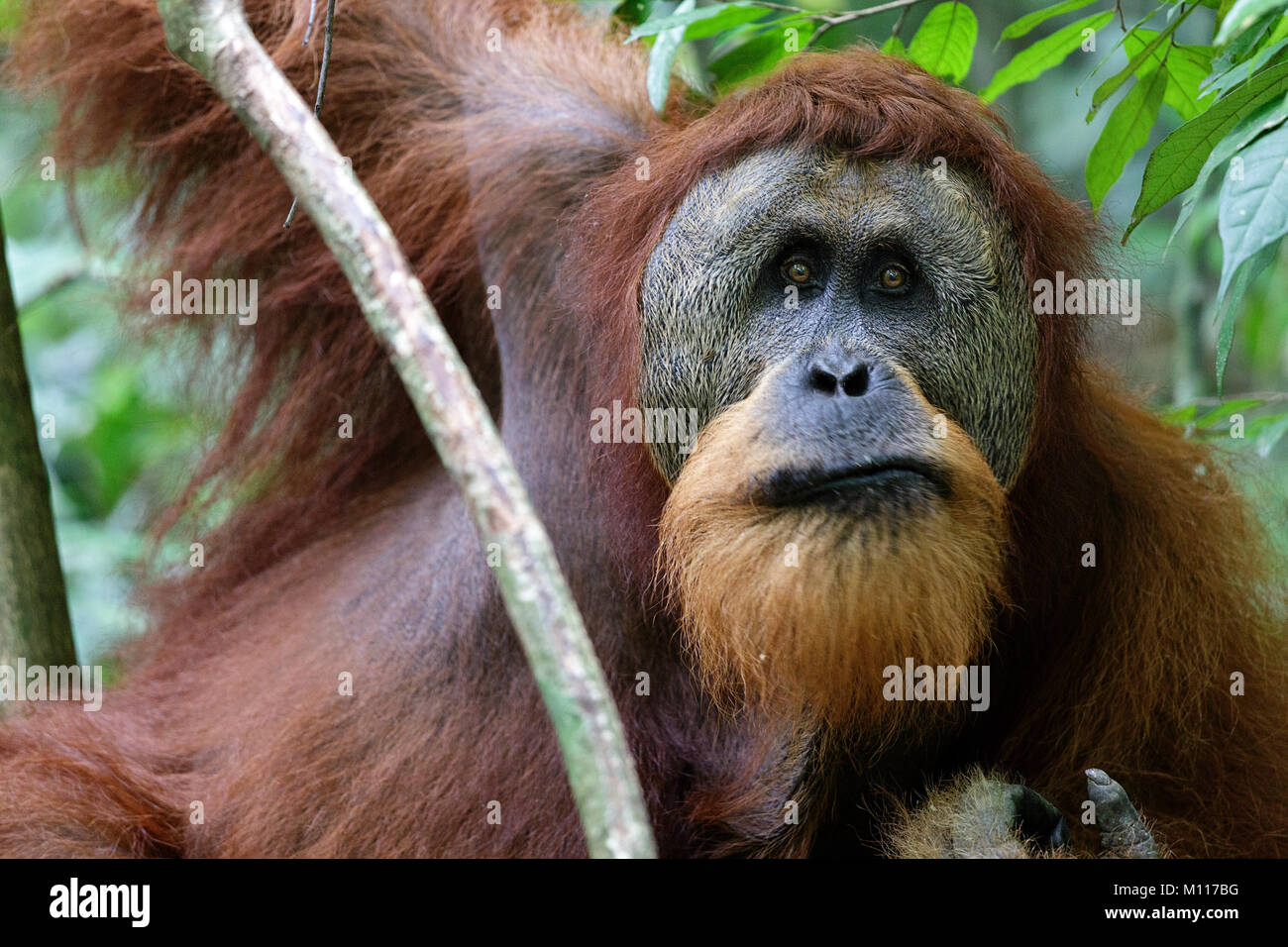 Sumatra Orang-Utans (Pongo abelii) reifen Mann. Gunung Leuser Nationalpark Sumatra Indonesien. Stockfoto