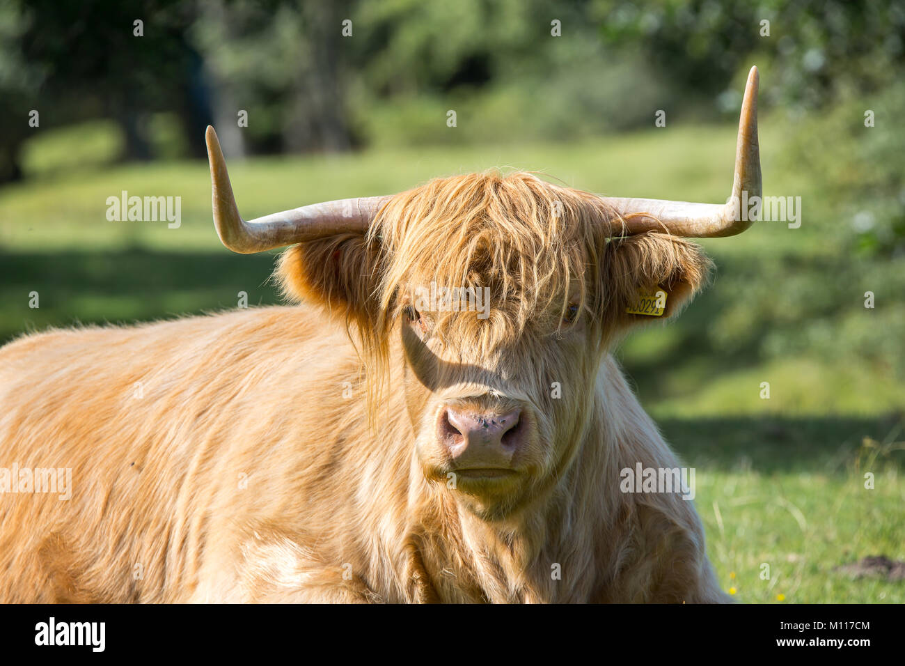 In der Nähe von herrlichen Highland Kuh (Stier) mit großen spitzen Hörner & langen Fransen, Sat Beweidung in Sonnenbeschienenen Feld. Feste stare schafft grumpy Kuh betrachten. Stockfoto