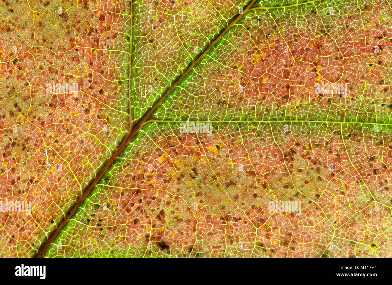 Northern Red Oak, Blatt Detail im Herbst/(Quercus rubra) | Roteiche, Blattdetail im Herbst/(Quercus rubra) Stockfoto