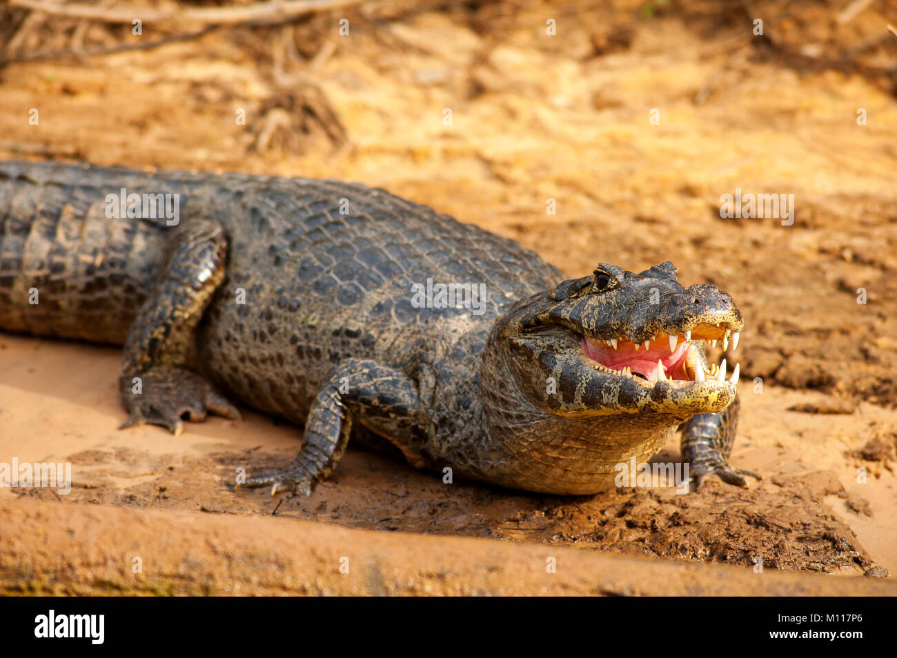 Alligator am Ufer des Tres Irmãos Fluss, Pantanal von Mato Grosso, Brasilien Stockfoto