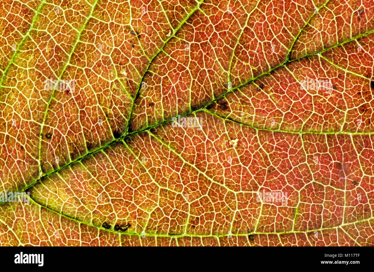 Northern Red Oak, Blatt Detail im Herbst/(Quercus rubra) | Roteiche, Blattdetail im Herbst/(Quercus rubra) Stockfoto
