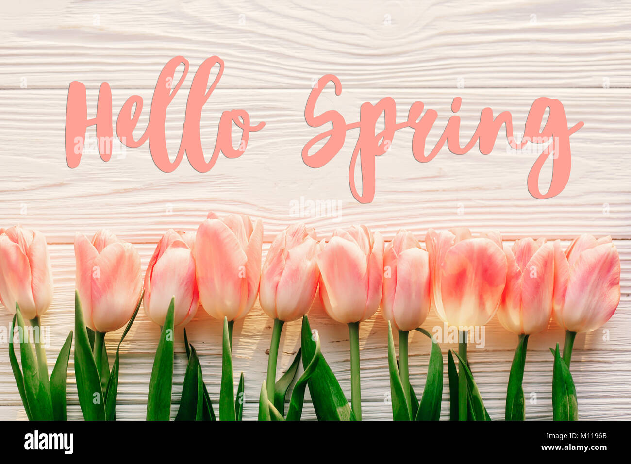 Hallo Frühling text Zeichen, schöne rosa Tulpen auf weißen Holzmöbeln im Landhausstil Hintergrund flach. Blumen in sanften Morgensonne mit Platz für Text. greeti Stockfoto