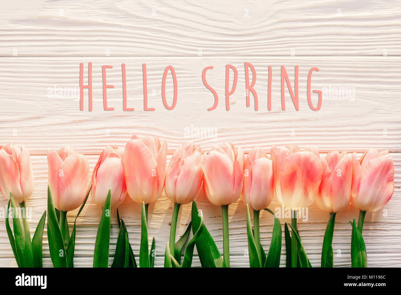 Hallo Frühling text Zeichen, schöne rosa Tulpen auf weißen Holzmöbeln im Landhausstil Hintergrund flach. Blumen in sanften Morgensonne mit Platz für Text. greeti Stockfoto