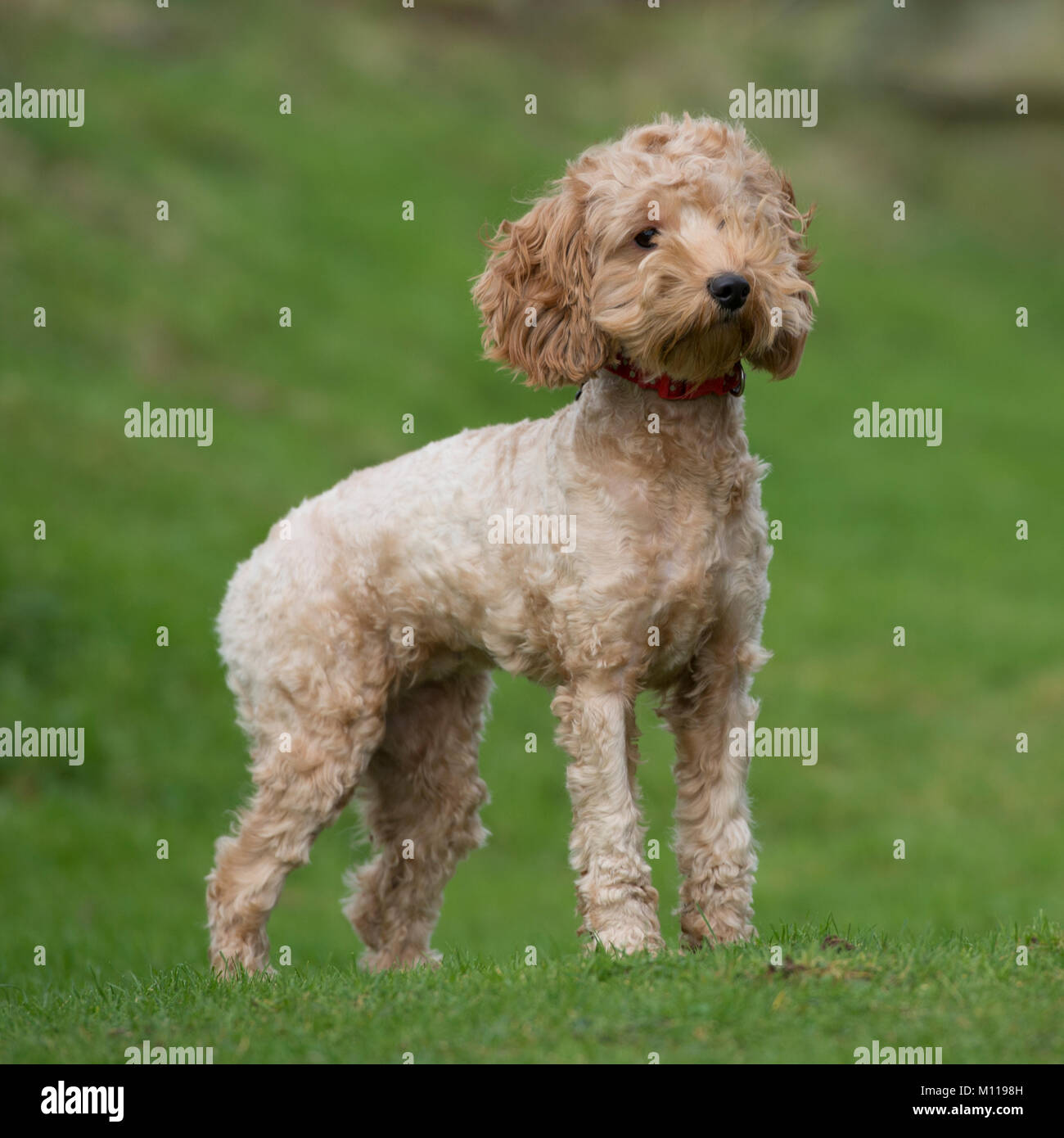 Cockapoo Stockfoto