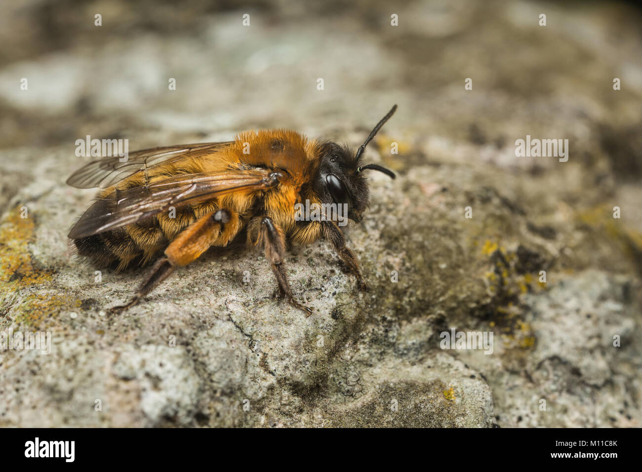 Ein Weibchen Andrena nigroaenea Bergbau Biene, ruht auf einem Felsen. Stockfoto