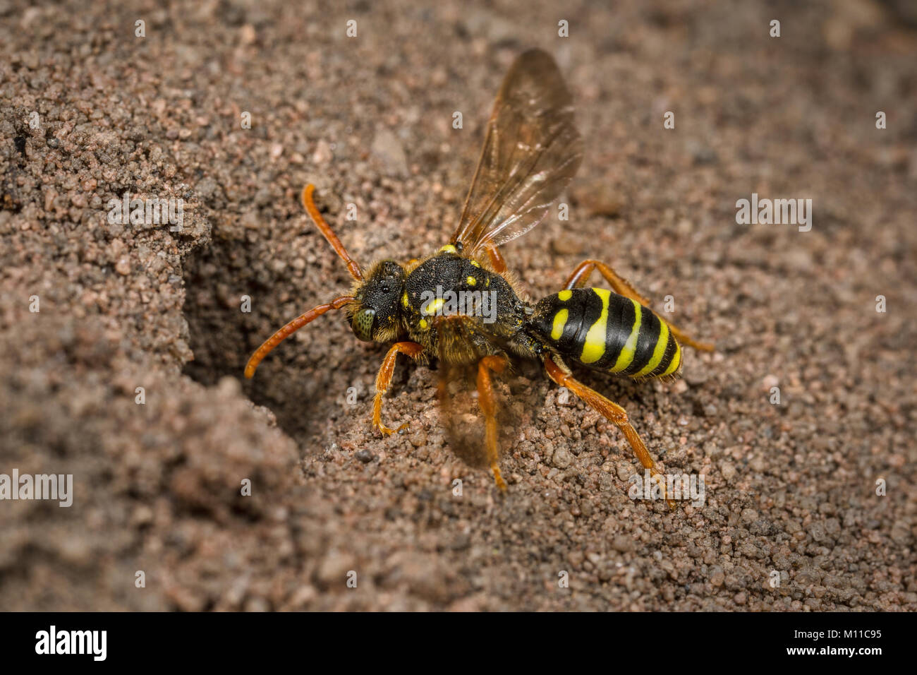 Eine weibliche Nomada goodeniana (gooden's Nomad Bee) Kuckuck - Biene untersucht eine Andrena Bergbau - Biene graben. Stockfoto