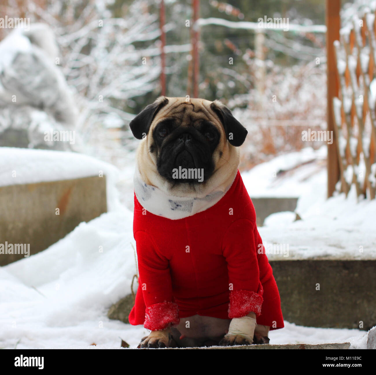 Schön traurig Mops Hund im roten Pullover auf weißem Schnee Stockfotografie  - Alamy