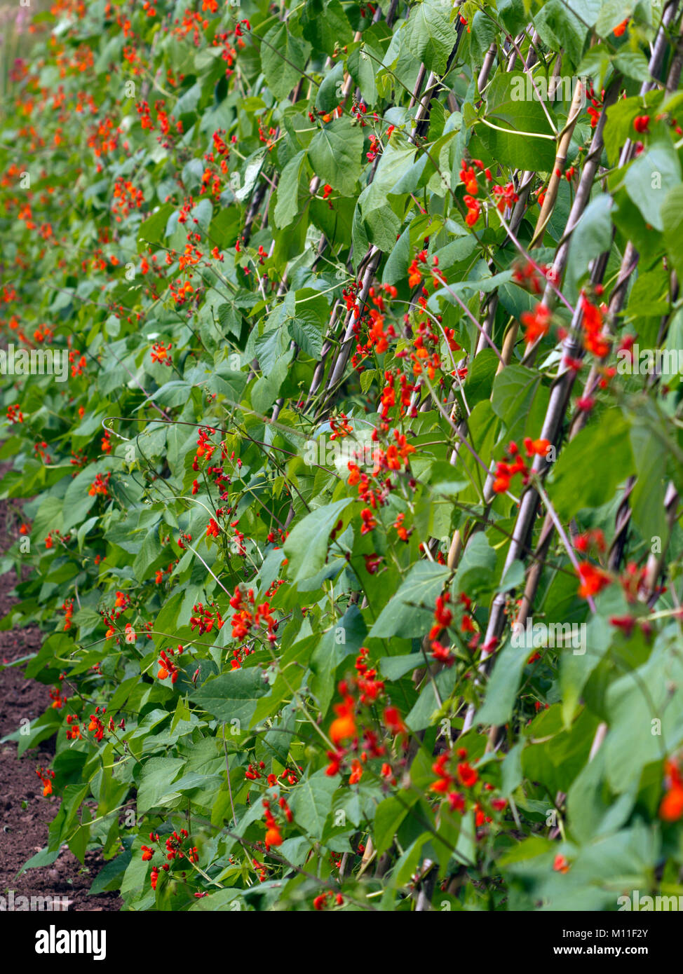 Reichlich roten Blüte auf eine Reihe von runner bean Pflanzen. Geringe Tiefenschärfe. Stockfoto