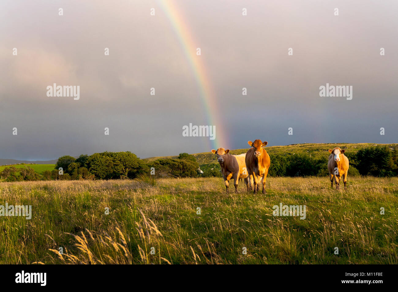 Rinder grasen auf einer Wiese im County Donegal, Irland mit Regenbogen Stockfoto