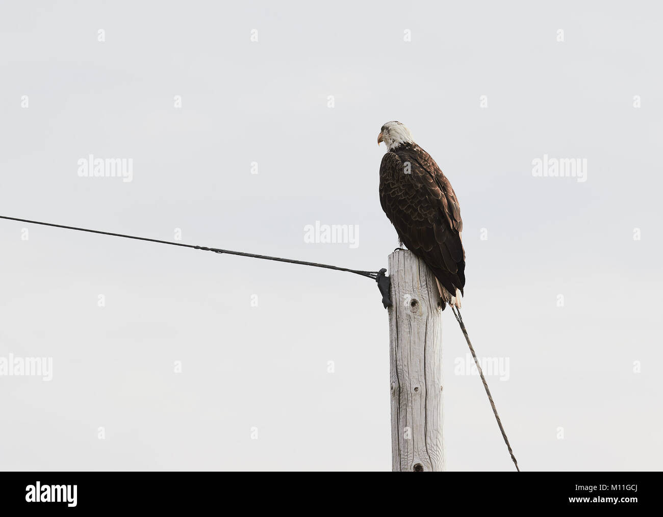 Der Weißkopfseeadler (Haliaeetus Leucocephalus) am Telegrafenmast, Nova Scotia, Kanada Stockfoto