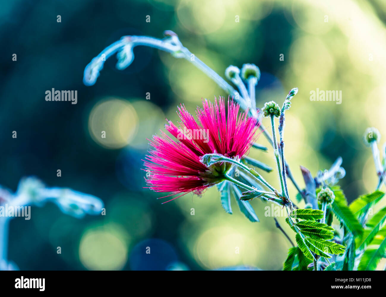 Blüte eines tropischen Baumes. Bokeh Hintergrund Stockfoto