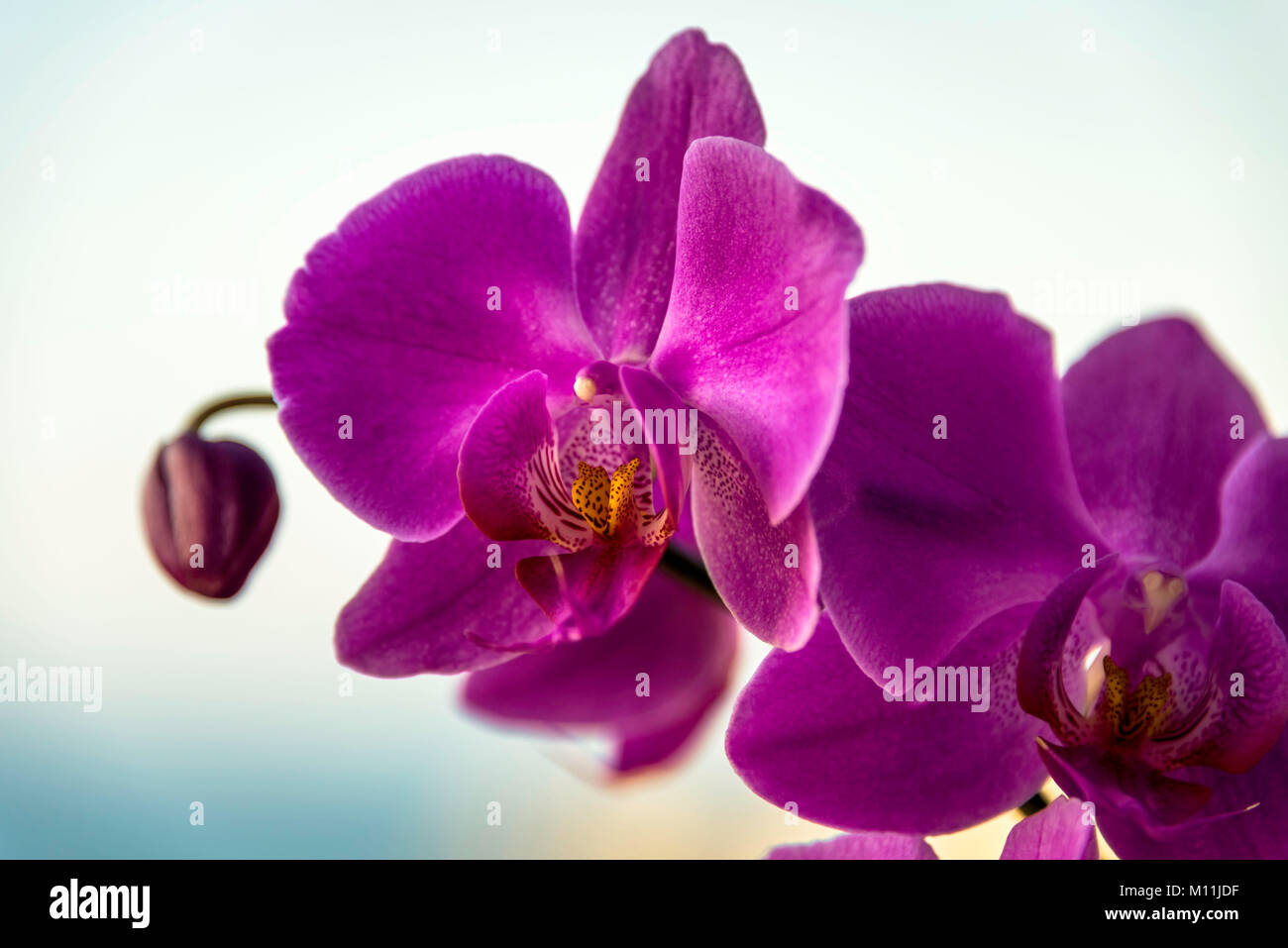 Schließen Sie herauf Bild einer purpurroten Orchidea in der Blüte auf eine weiche Hintergrund isoliert Stockfoto