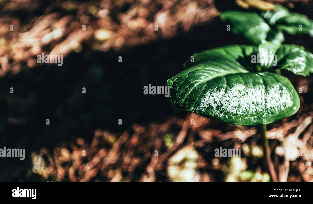 Pflanze Blatt von Morgentau feucht Stockfoto