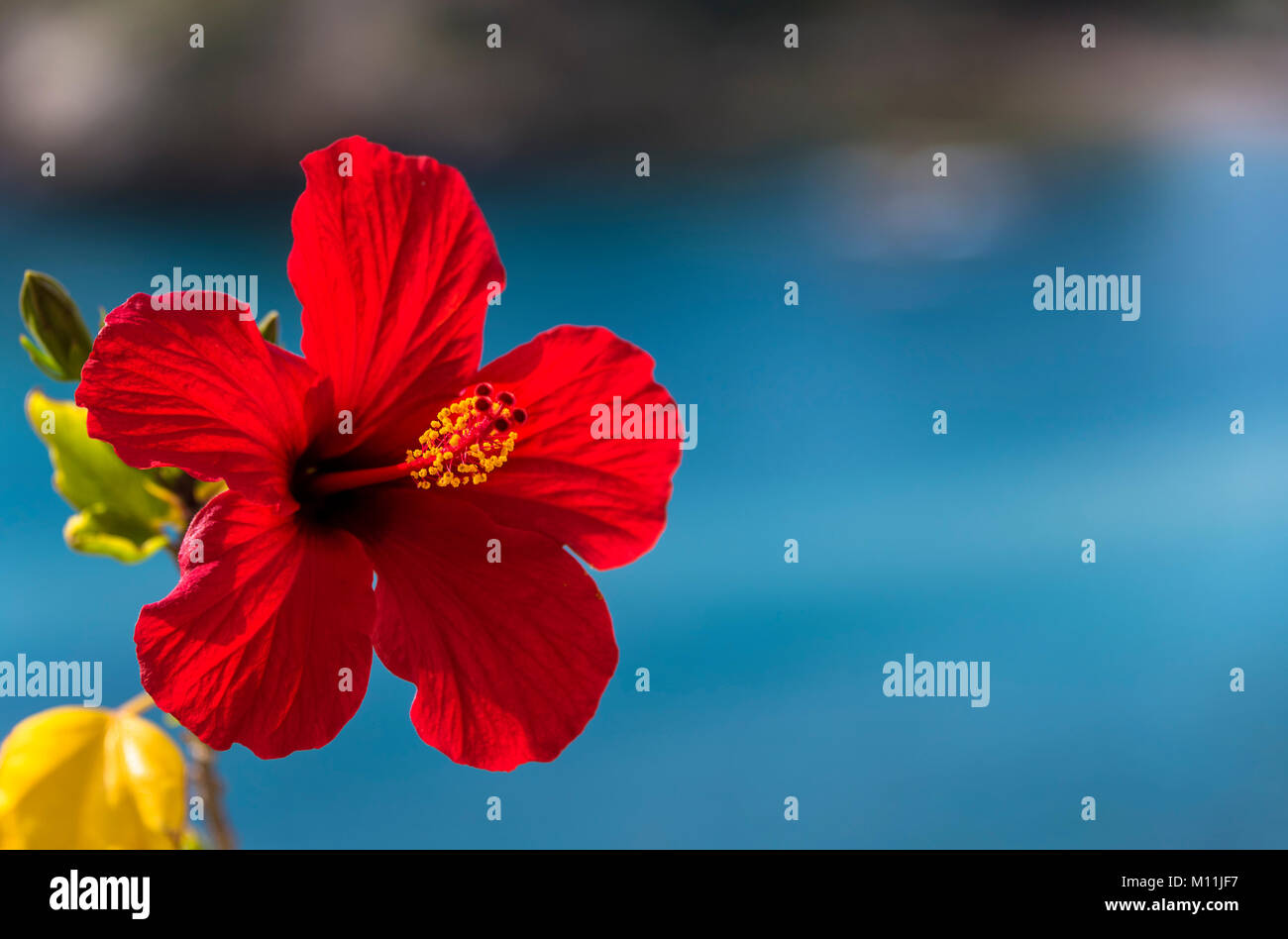 Red Hibiscus Rose auf blauem Meer Hintergrund Stockfoto