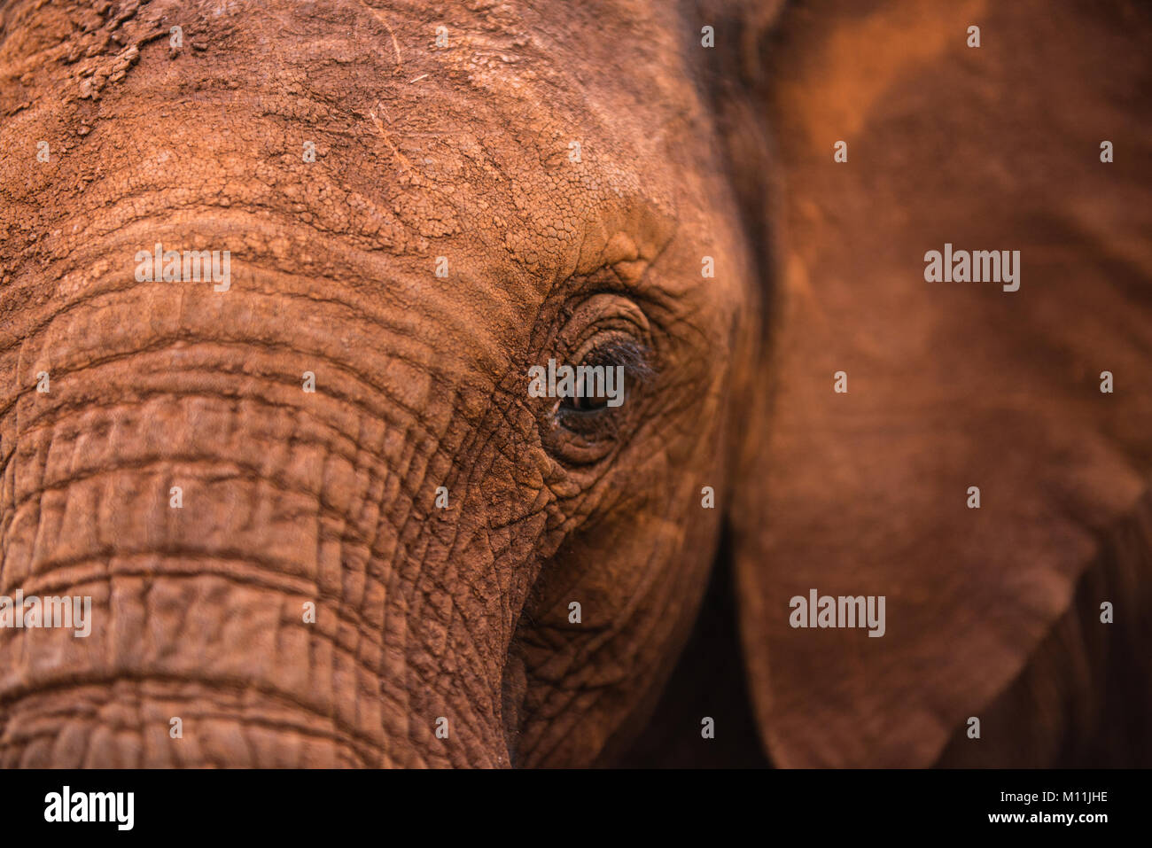 Tierwelt Kenias Stockfoto