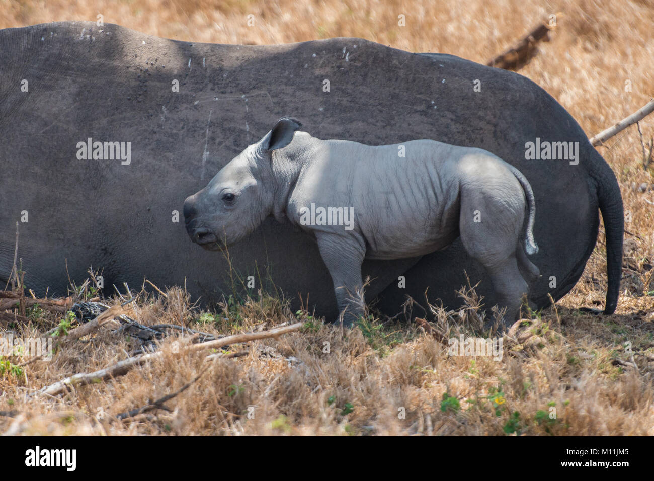 Tierwelt Kenias Stockfoto