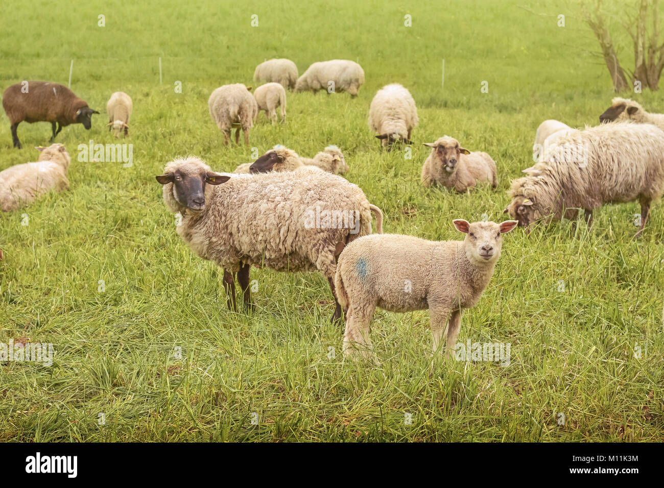 Neugierige Schaf und Lamm, im Gras, auf Kamera Stockfoto