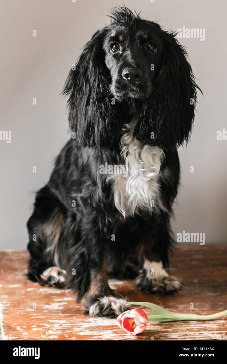 Porträt eines reinrassigen russian Spaniel in einem Studio. Black Dog. Rosa Tulpe Stockfoto