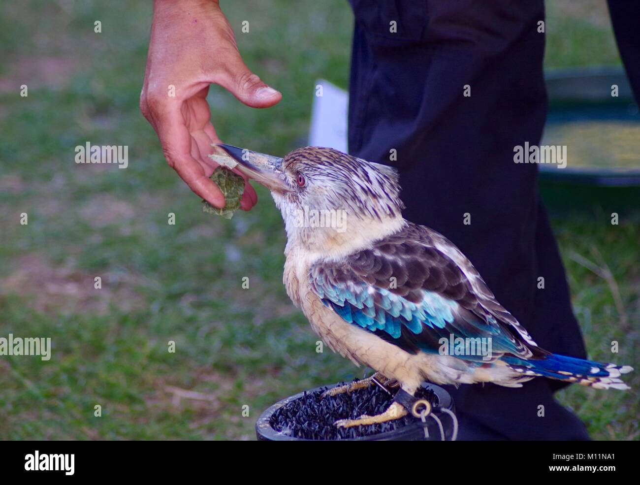 Stecker, Blau Winged Kookaburra, Australische Baum Eisvogel, (dacelo Leachii) in Dawlish, Devon, Großbritannien. Sommer 2015. Stockfoto