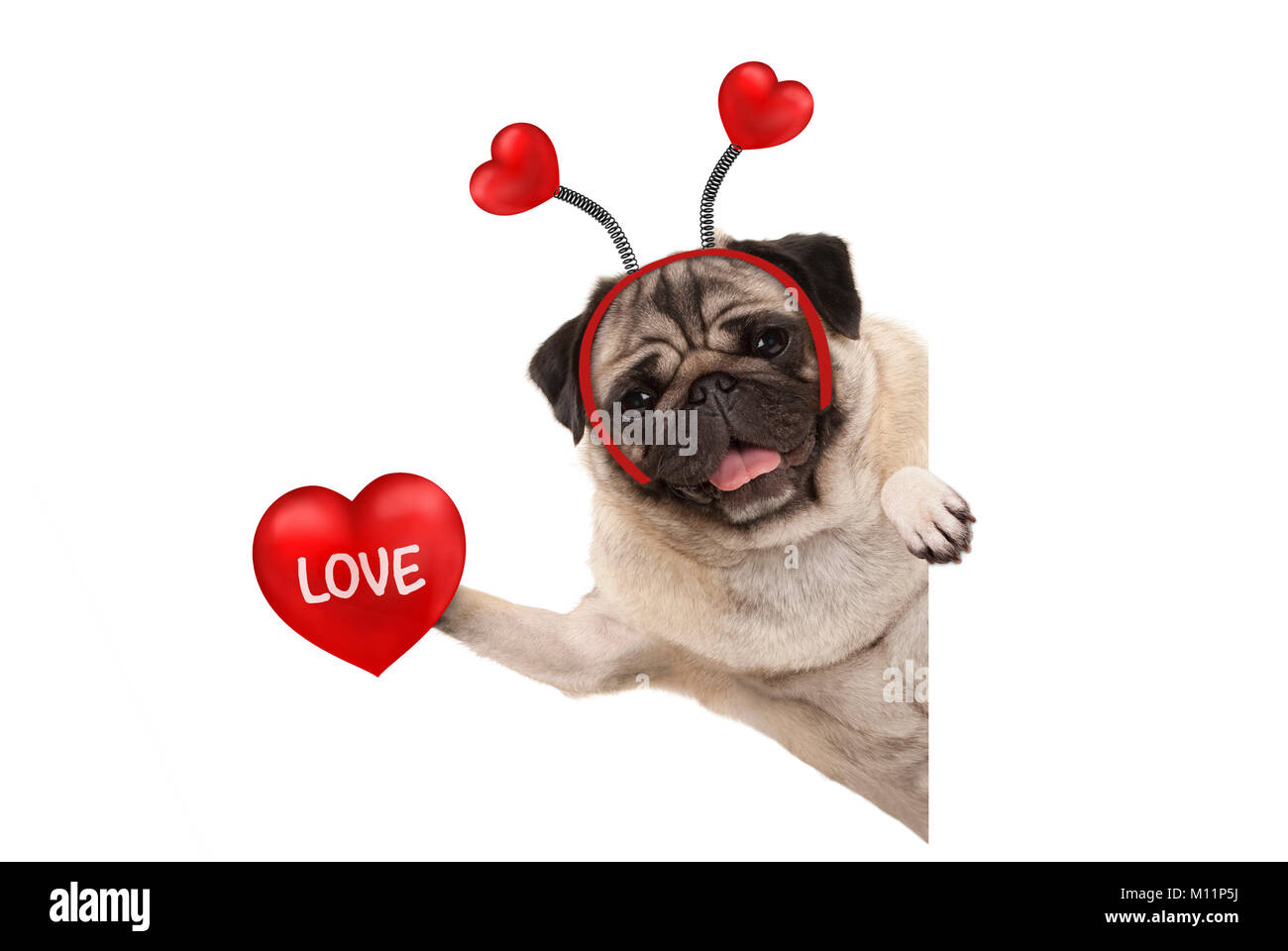 Lächelnd Valentinstag mops Hund halten roten Herzen mit text Liebe, auf weißem Hintergrund Stockfoto